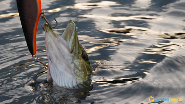 Fishing