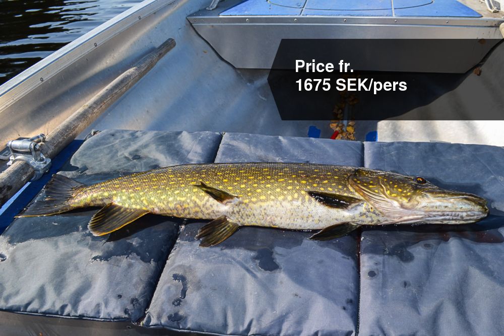 plastic boat with motor and fuel. Fishing licence for Lake Borssjö